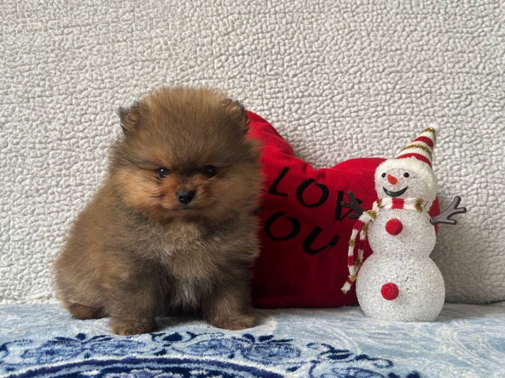 De La Fortune De Magie - Chiot disponible  - Spitz allemand