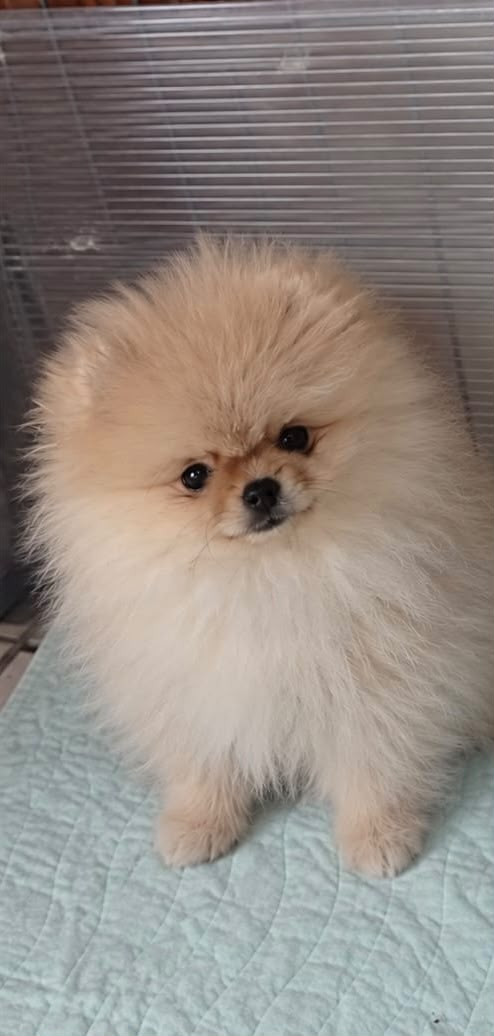 De La Fortune De Magie - Chiots disponibles - Spitz allemand