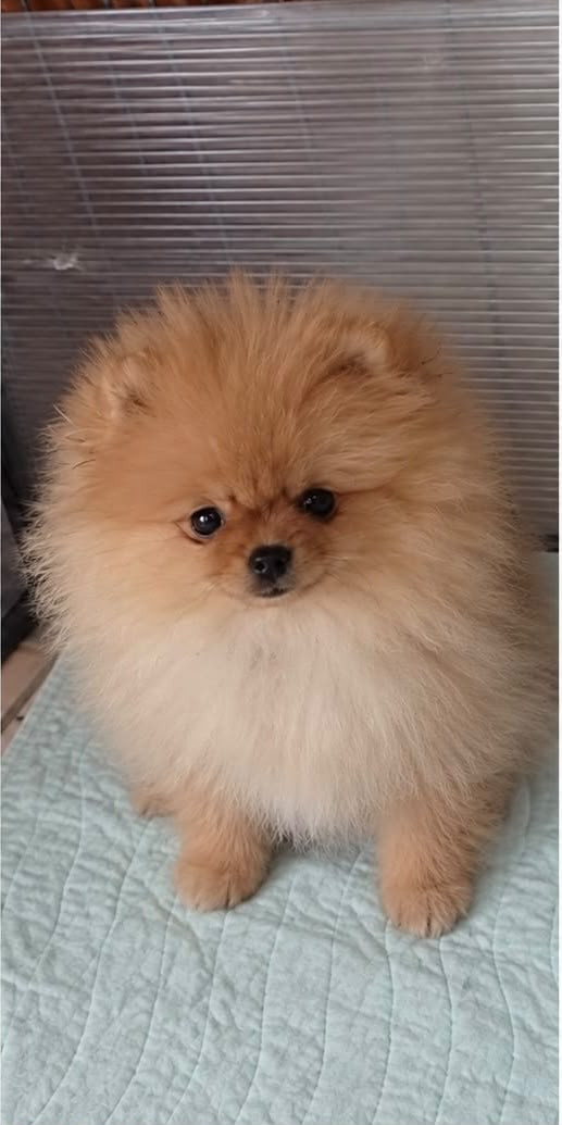 De La Fortune De Magie - Chiots disponibles - Spitz allemand
