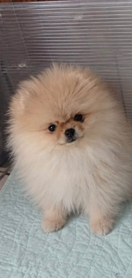 B-GUCCY