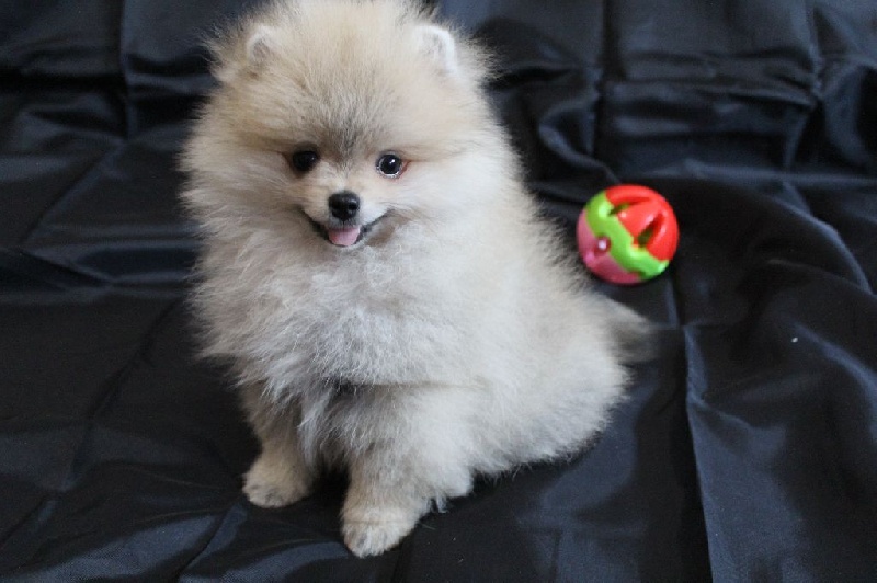 De La Fortune De Magie - Spitz allemand - Portée née le 27/02/2016