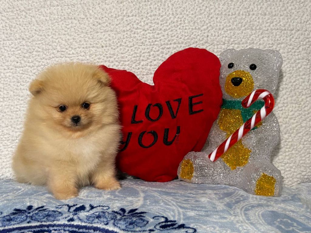 De La Fortune De Magie - Spitz allemand - Portée née le 20/10/2024