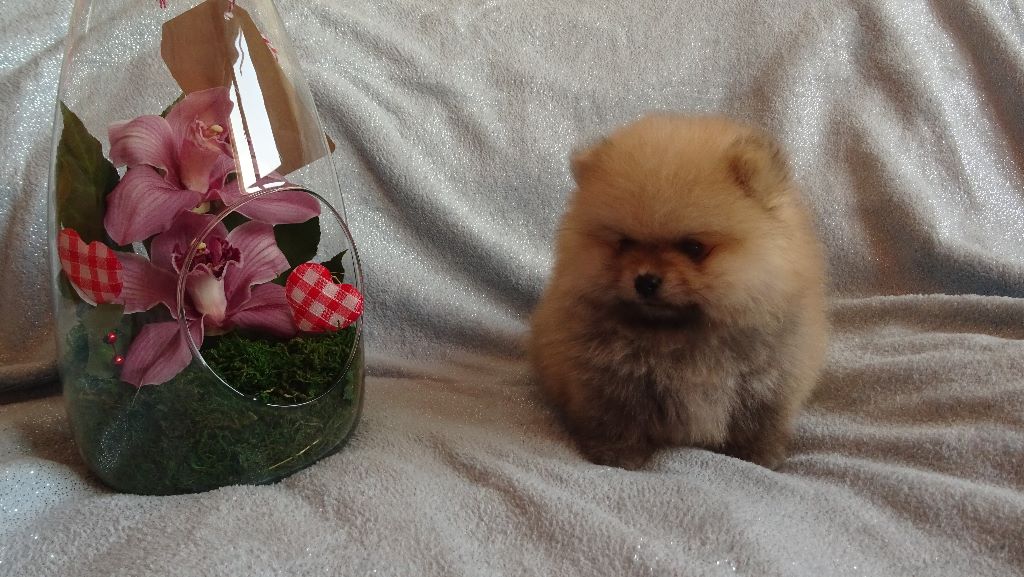 De La Fortune De Magie - Spitz allemand - Portée née le 03/01/2019