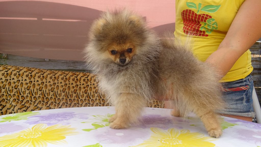 De La Fortune De Magie - Spitz allemand - Portée née le 25/05/2018